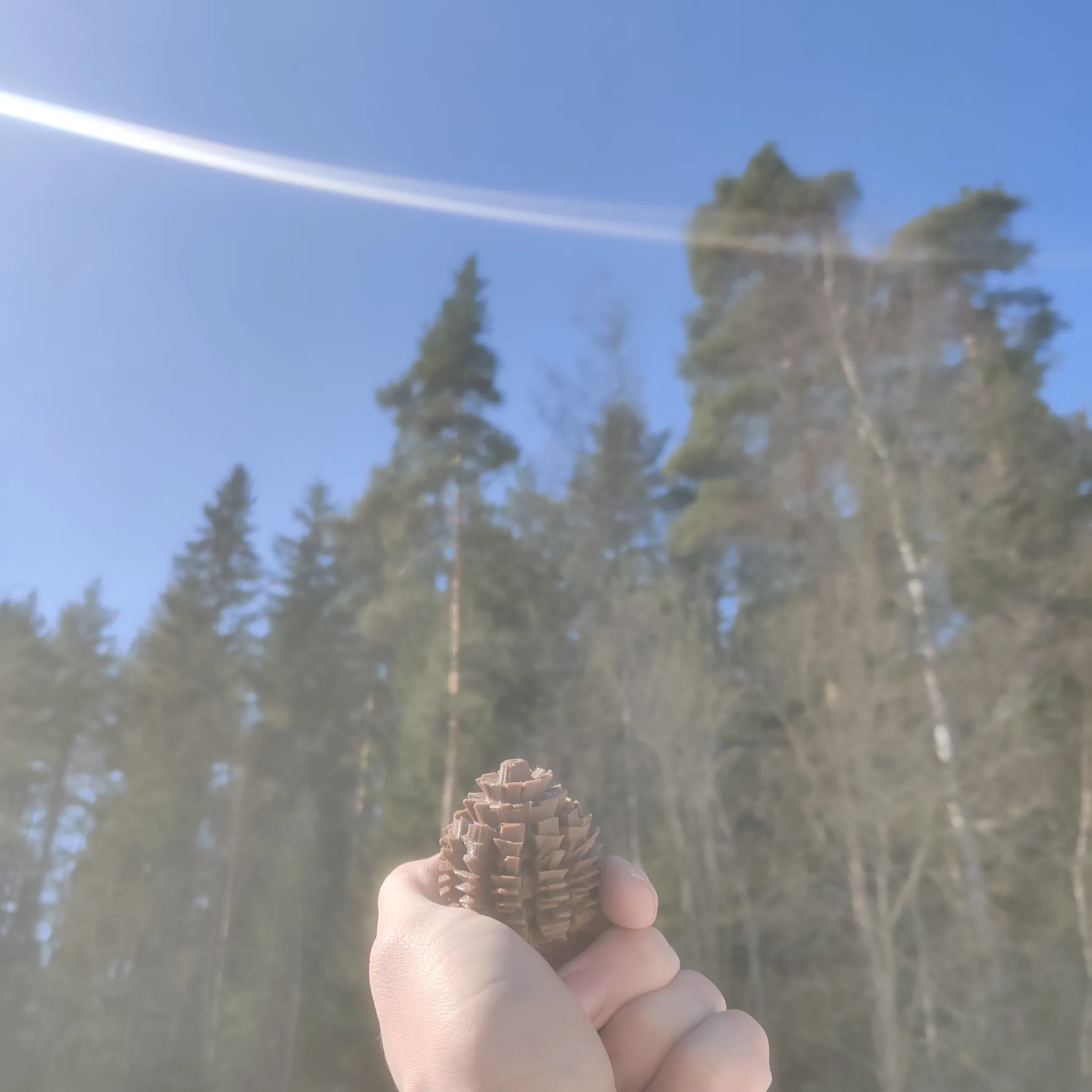 Pinecone stress relief toy